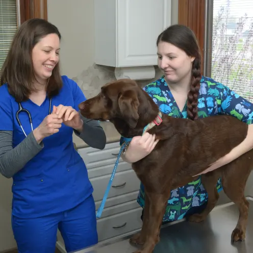 Two veterinary staff examine a standing dog